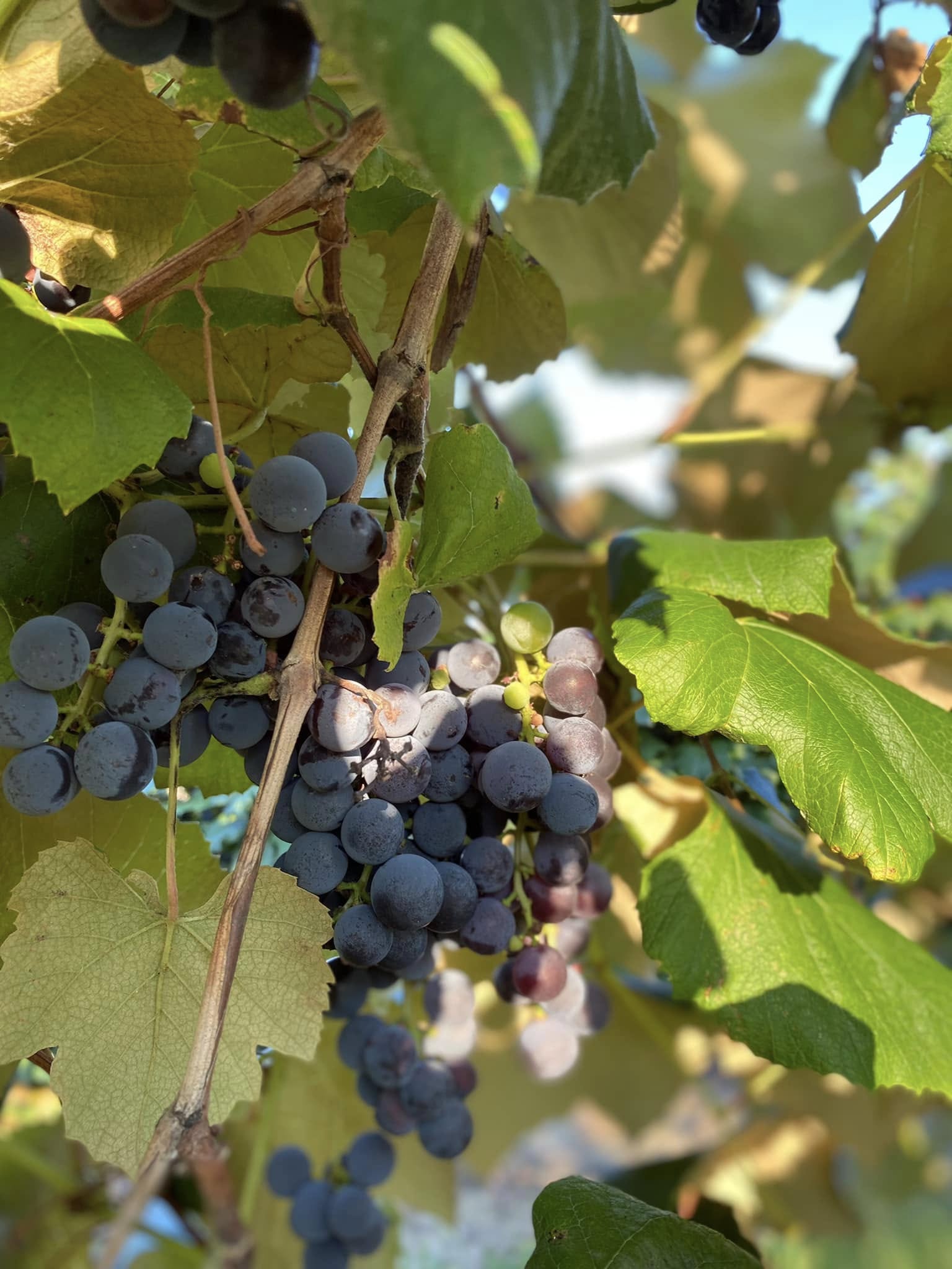 Ahhhhh Harvest