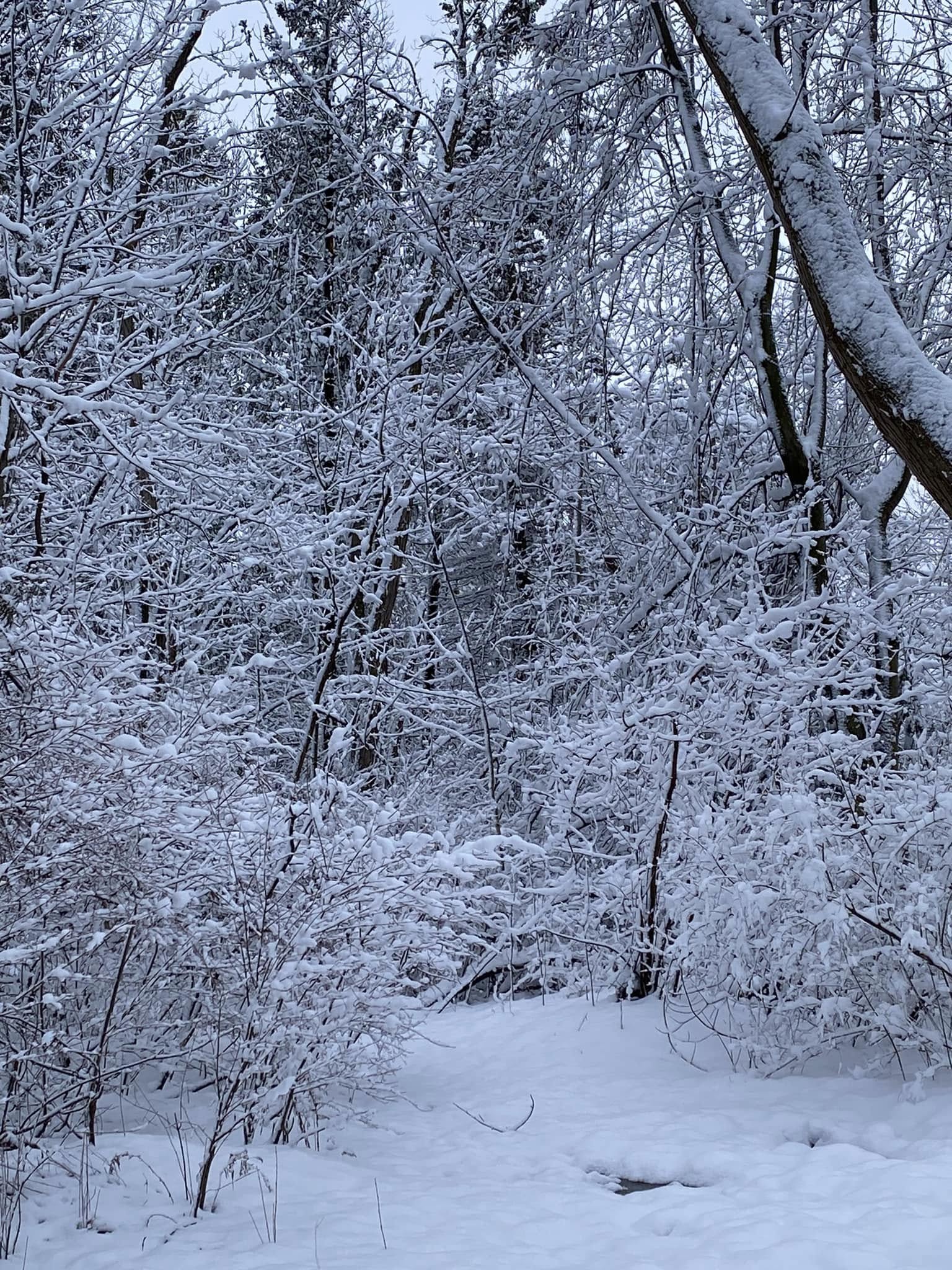 Winter Wonderland